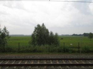 Jessies view of horses in a field from the next stop over