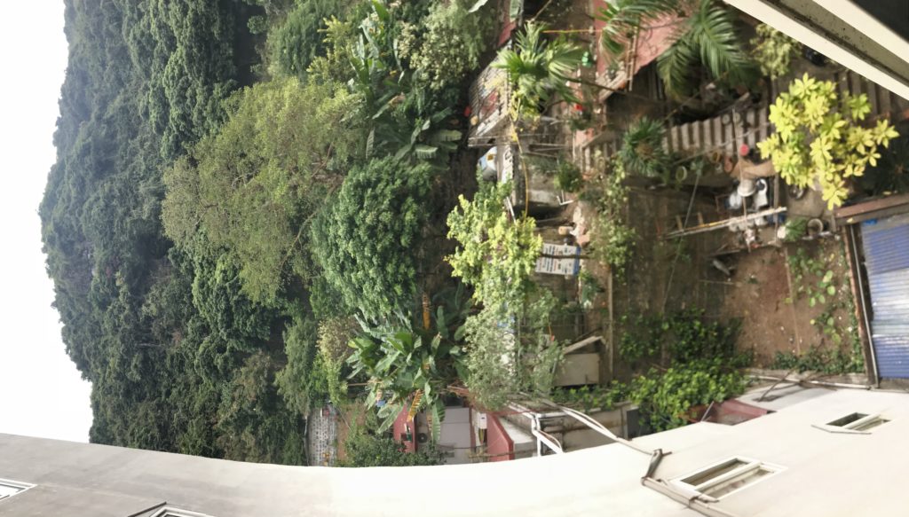 Mountain to chickens: the view from our window