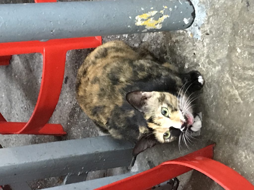 EA820FD8-8AAD-4AD0-B1B4-DB599E6DD0E7