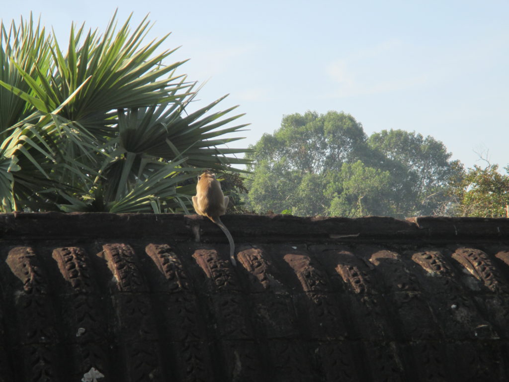 A monkey just hanging out on top of one of the rooves